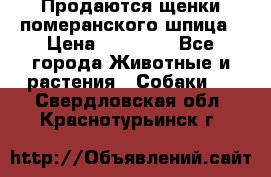 Продаются щенки померанского шпица › Цена ­ 45 000 - Все города Животные и растения » Собаки   . Свердловская обл.,Краснотурьинск г.